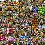 Low Maintenance Hybrid Flower Seeds Combo Pack- All Year Flower Seeds Supply (50 VARIETIES)