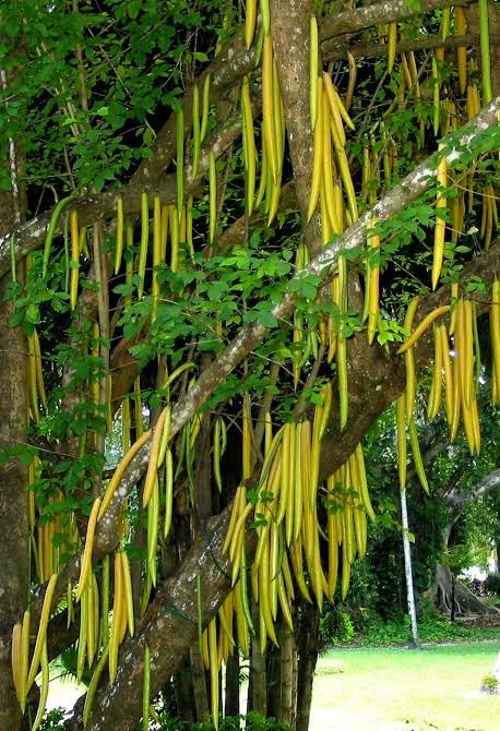 BONOBITHI Candle Stick Fruit Plant | Organic Live Plant | Candlestick-shaped plant | Tall vertical plant (B0DGQM125F) Amazon Price History, Amazon Price Tracker