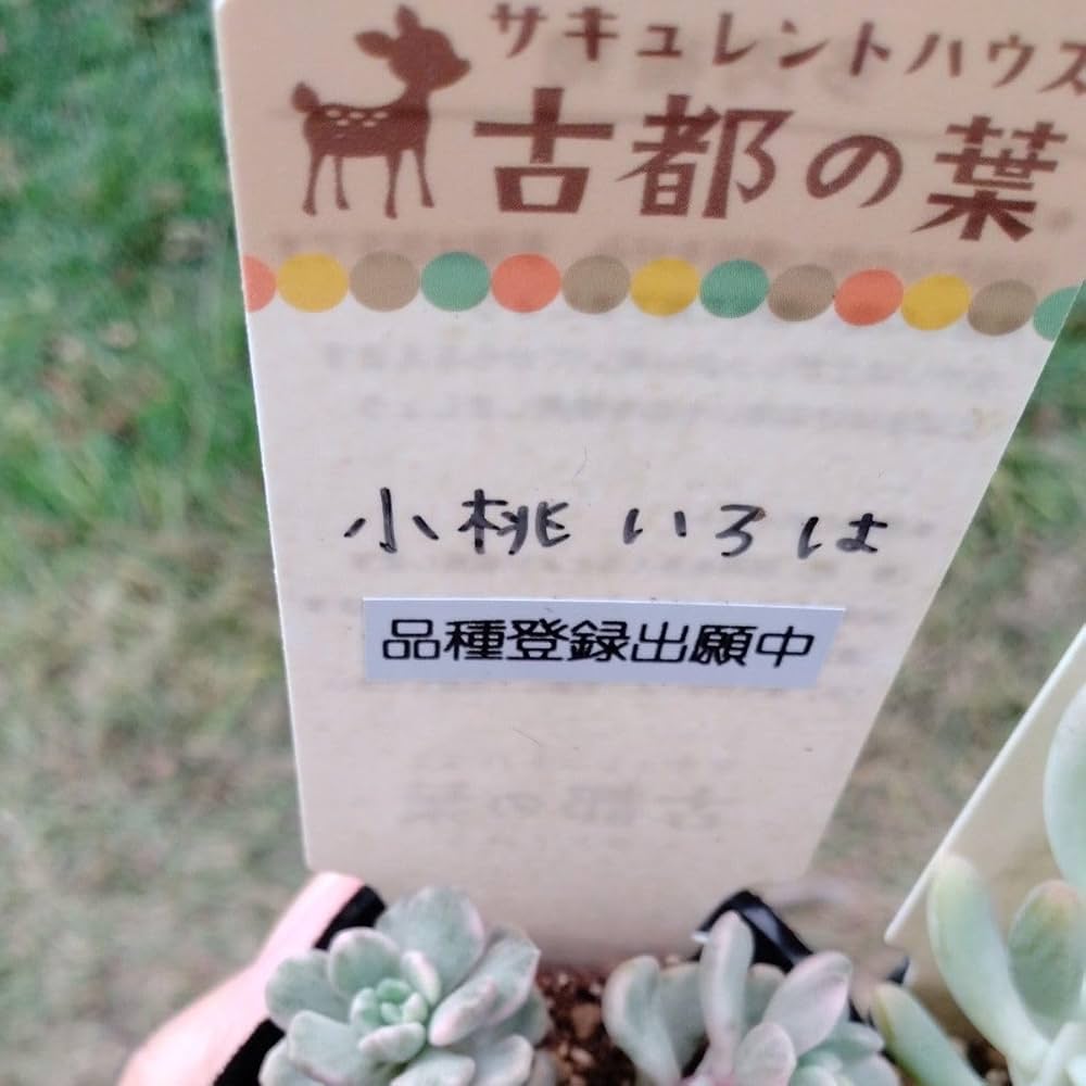 古都の葉さん苗 小桃いろは 札付きポットごとメルカリ便 Amazon｜多肉植物 古都の葉苗札付き正規品小桃いろは、乙女心x