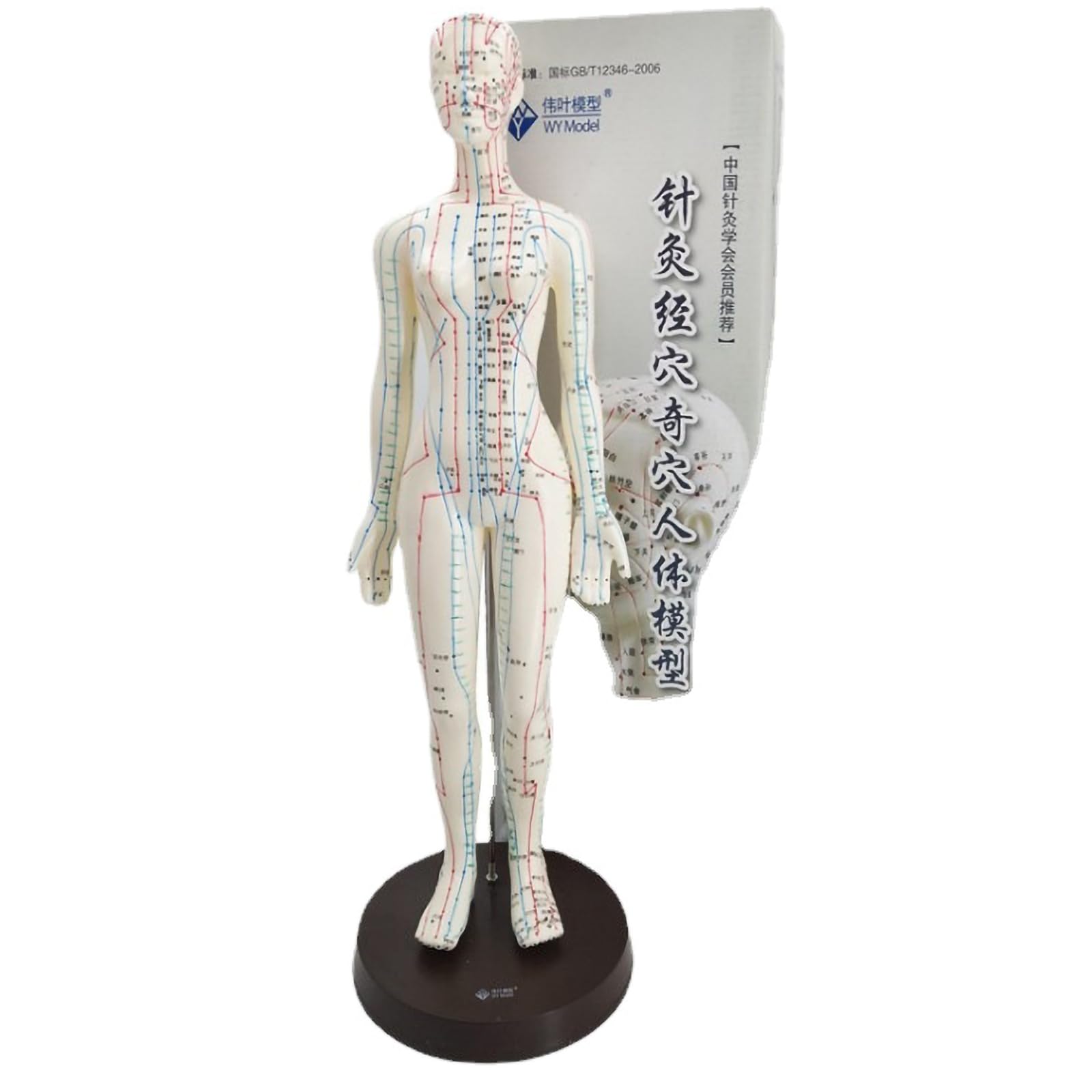 Modelo de acupuntura chino de 48 cm de la anatomía del cuerpo humano femenino