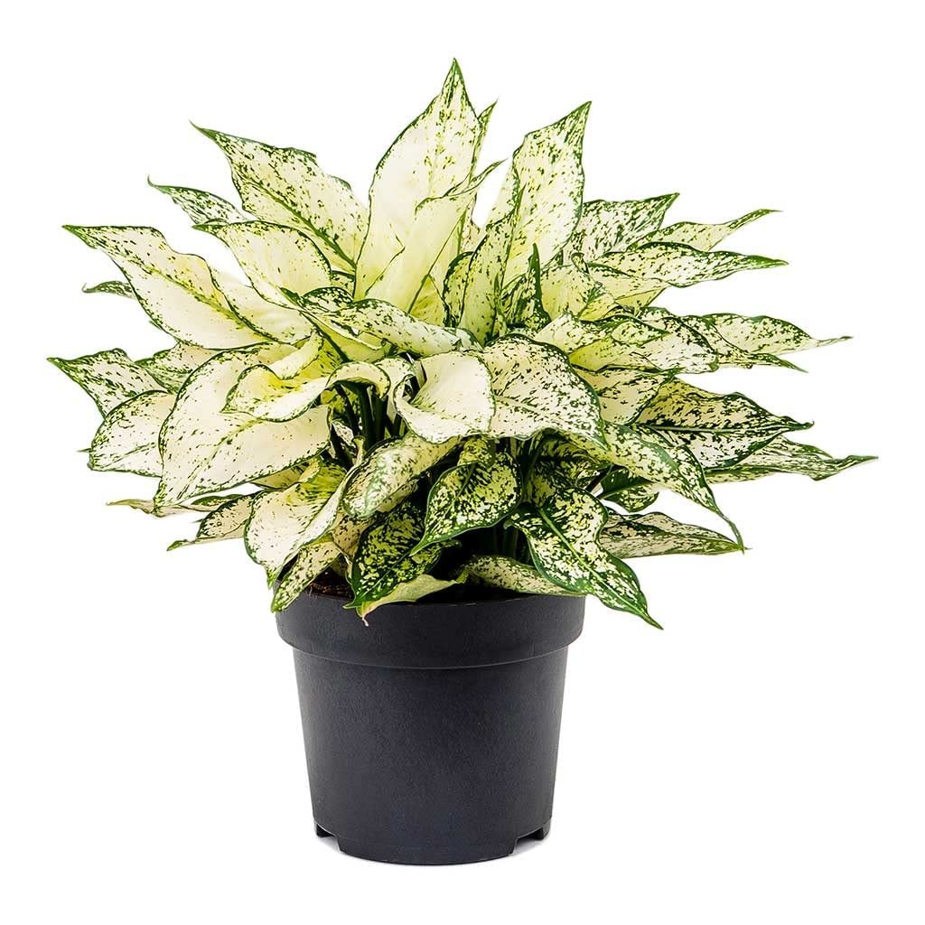 balcony hanging planter LILY Hanging Planter for Balcony & Garden Decor, Galvanized Plant Pots   brightmaison