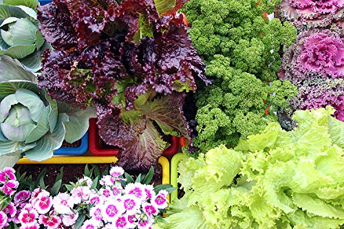 Leafy Tales Multicolor Rectangular Plastic Pots for Plants, Window Display, (Set of 6) (34.5 x 18.5 x 14 cm), (Model: Tub - 6)