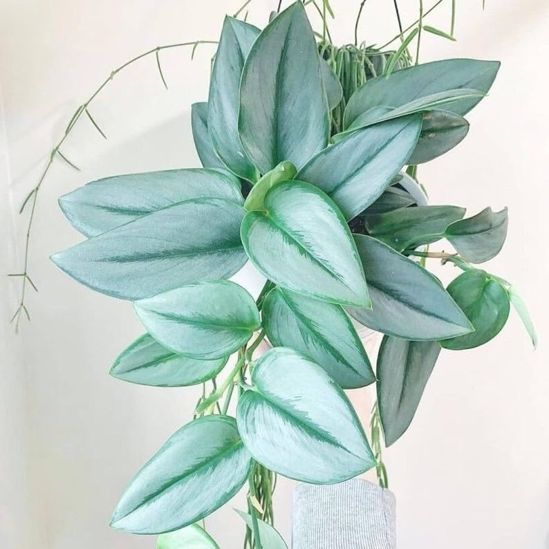 Amazon.com : Scindapsus Treubii Moonlight Starter Plant : Patio, Lawn &  Garden