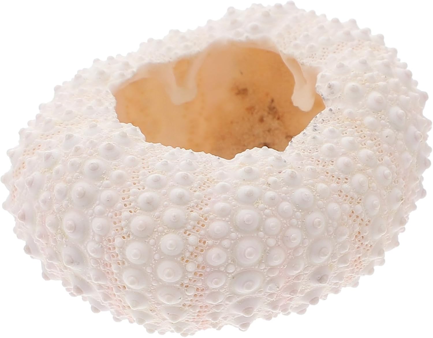 Natural Coral White Photo Props Ornament for Photography Display