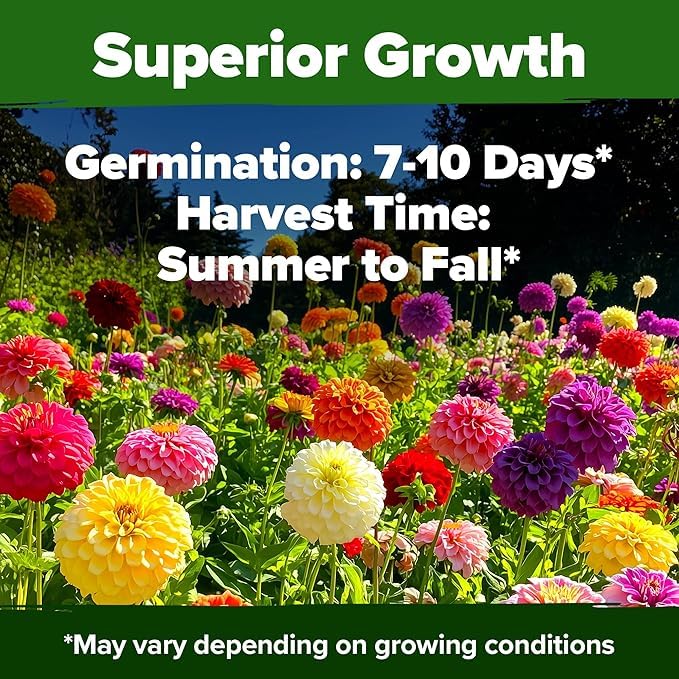 Image of HOME GROWN USA Premium Zinnia Dahlia Seeds Pack for 2026,1048 Non-GMO Flower Seeds, Vibrant Zinnia Elegans for Planting Pollinator Gardens, Borders & Containers, Easy-to-Grow Outdoor Blooms