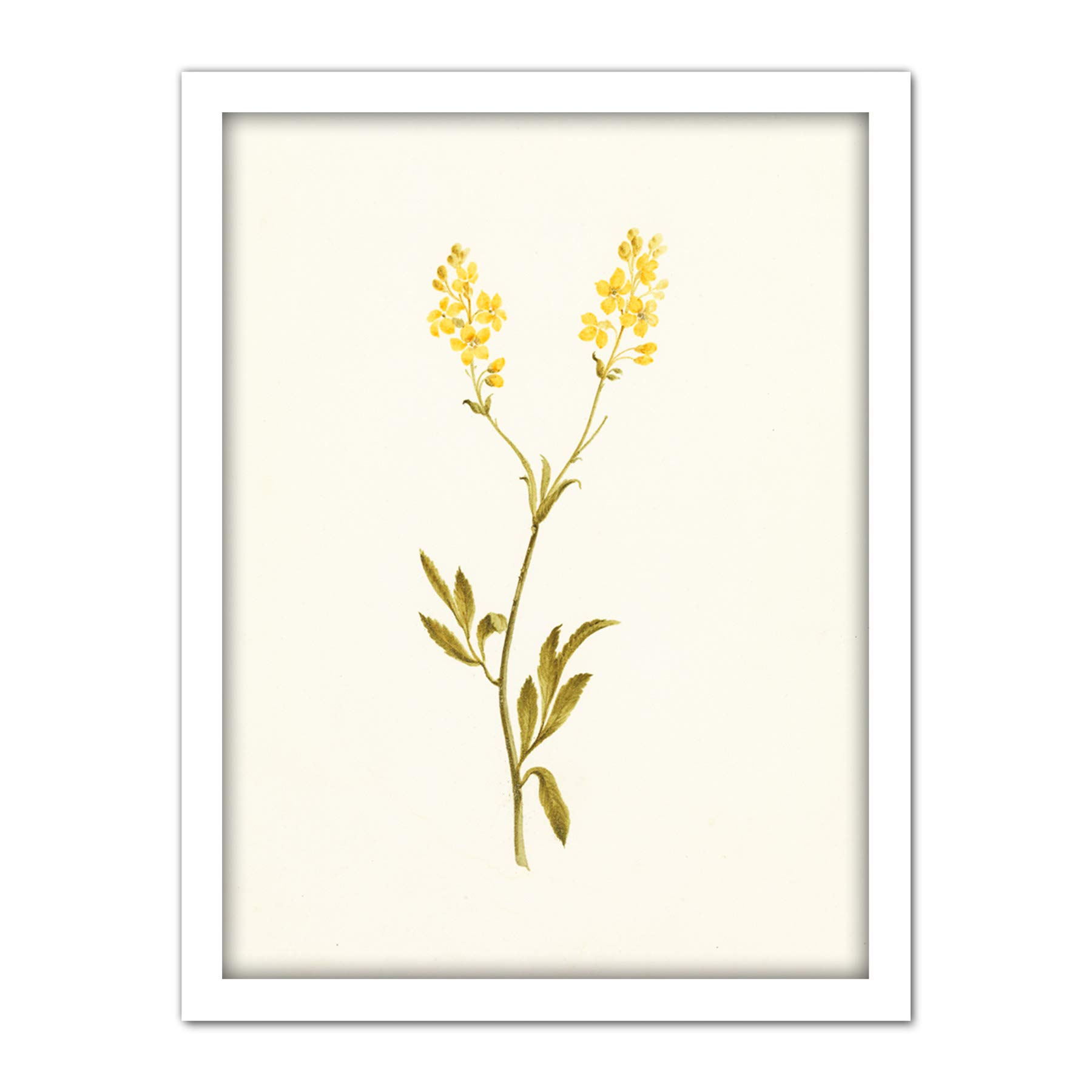 Artery8 Gould Two Yellow Flowers Botanical Illustration Artwork Framed Wall Art Print 18X24 Inch