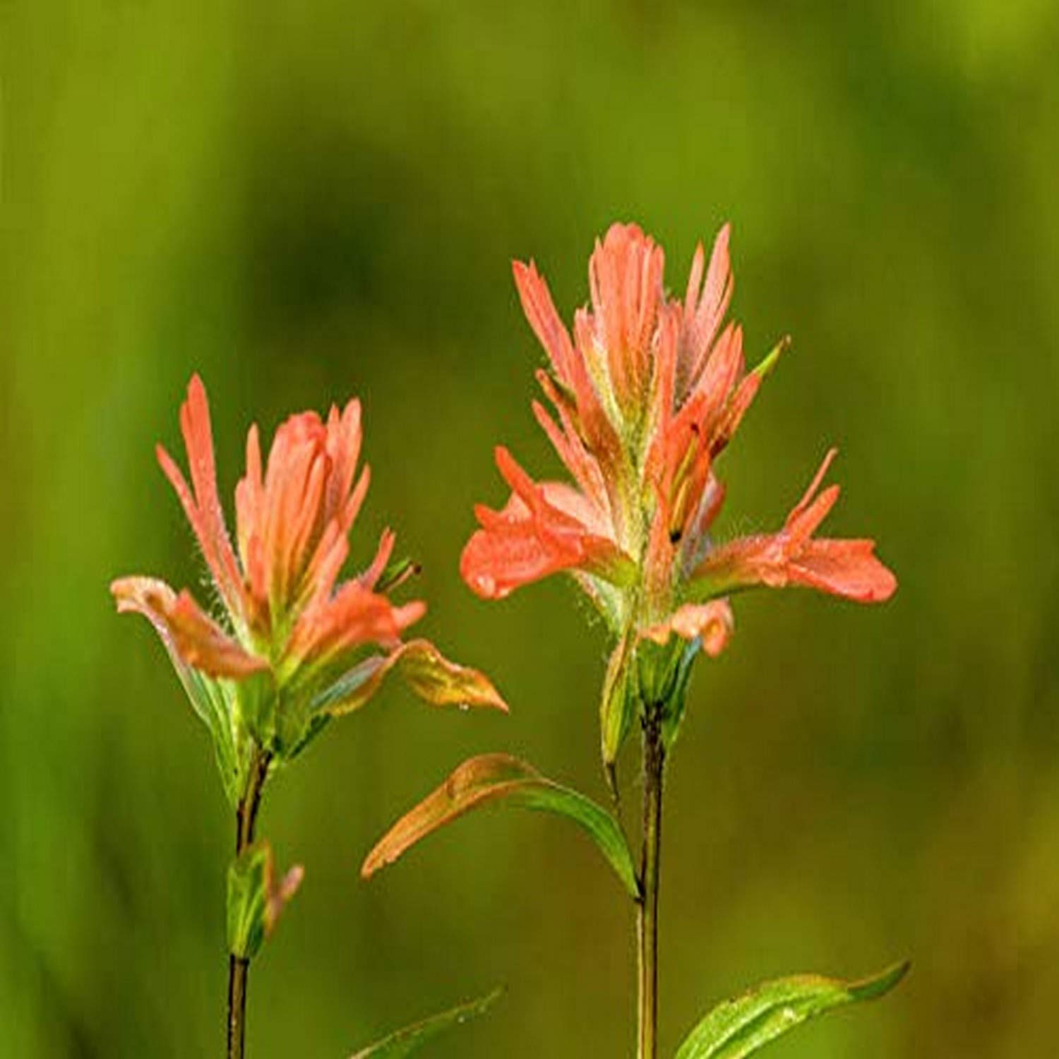 Posterazzi PDDCN01JHO0024LARGE Stampa fotografica del Jasper National Park, Alberta, Canada. Red Indian Paintbrush (Castilleja miniata) Wildflower Found Lungo The Patricia Lake Circle Trail Trail
