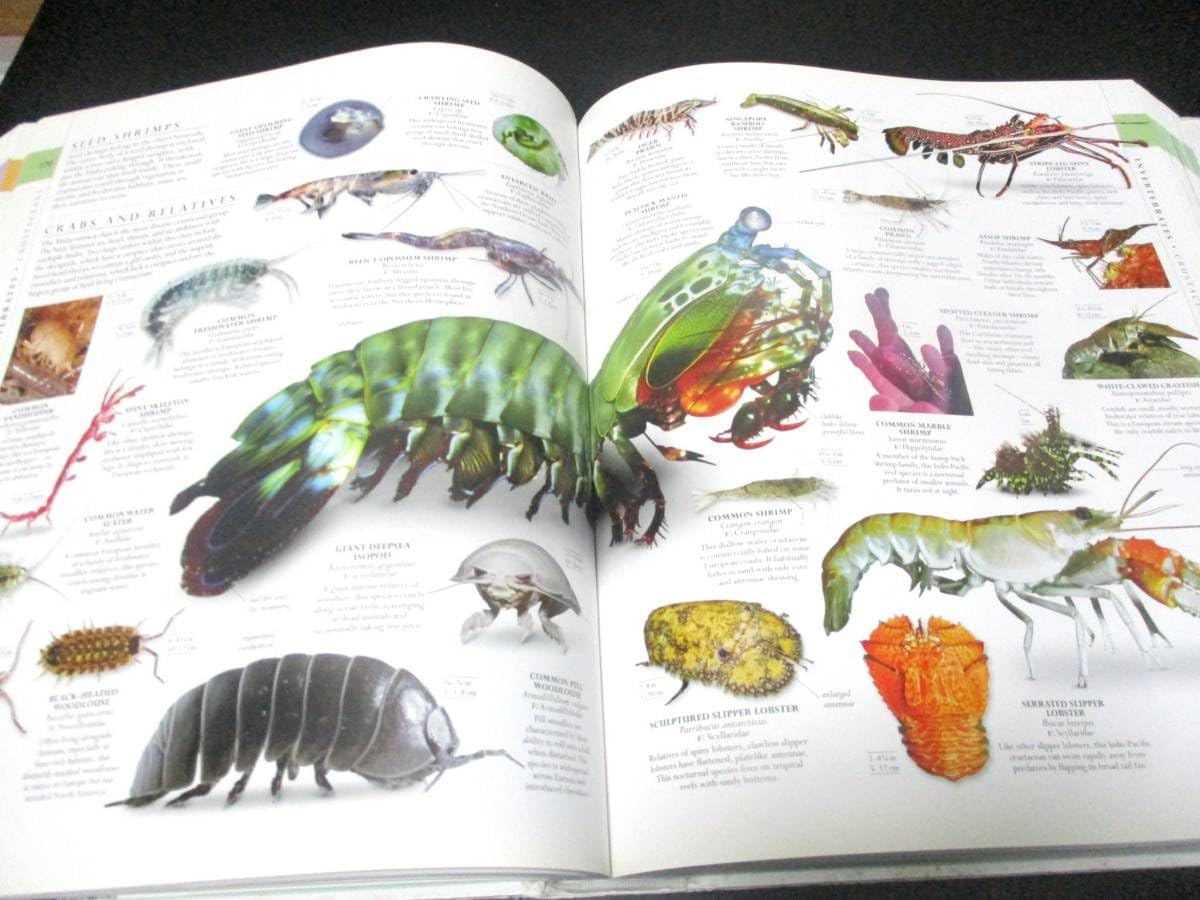 NATURAL HISTORY 図鑑 自然史 書籍 Amazon.co.jp: Natural History 博物図鑑 超大型本 7000本 写真