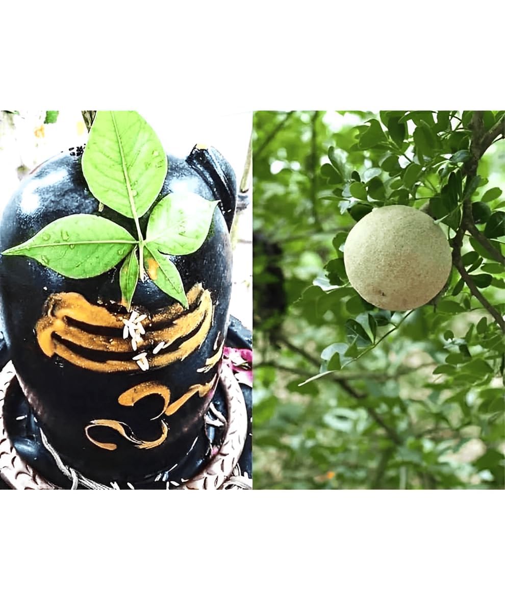 GrowHeaven Live Bel Patra Bael Leaf Bilva Leaves Shiv Plant Bilwa Leaf For Rituals (Puja), Medicinal Plant With Black Plastic Pot And 20g CocopitFree (BEL PLANT WITH POT) (BEL PLANT)
