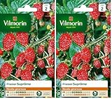 Vilmorin 3585042 Pack de Graines Fraisier 4 Saisons Suprême (Lot de 2)