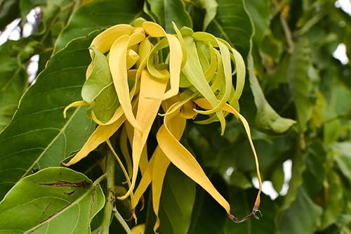 Miniatura 1 de 25 semillas de árbol de cananga odorata, ylang ylang, semillas de árboles de perfume. Semillas de plantas de perfume, naturales