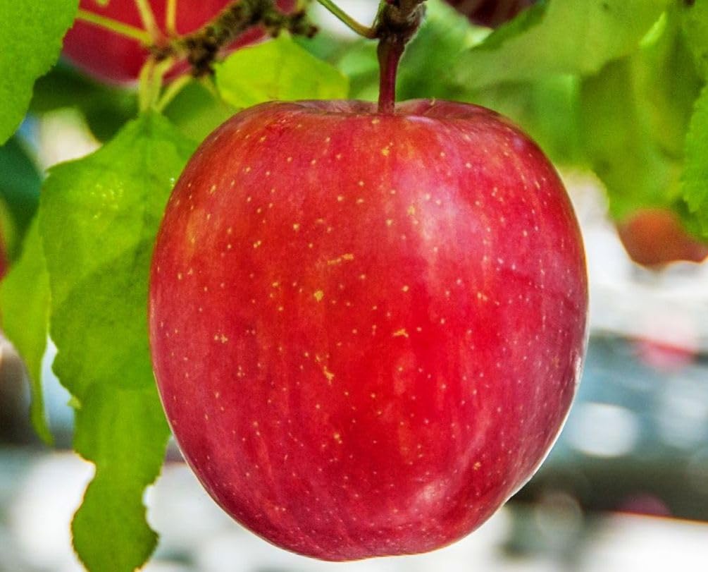 Amazon.com : Premium Apple 100 pcs Seeds - Large Perennial