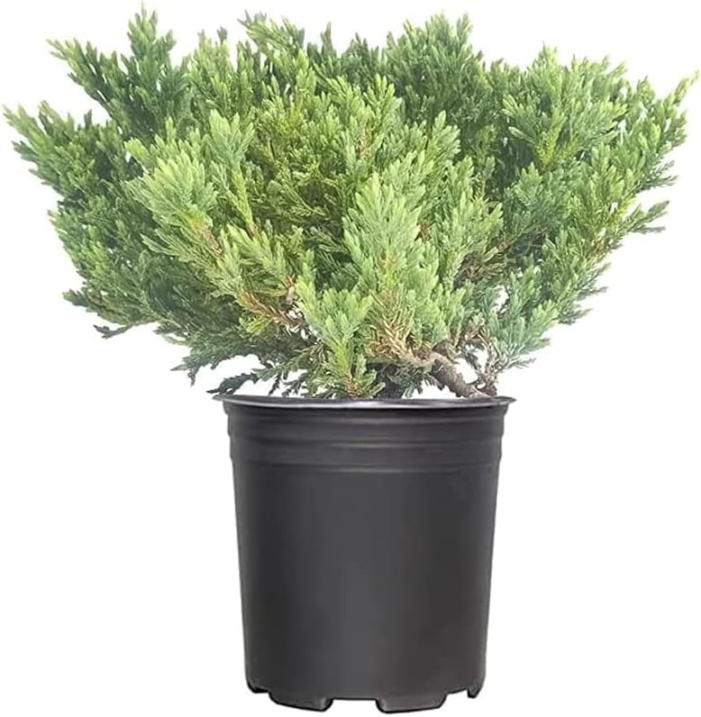 Prince of Wales Juniper