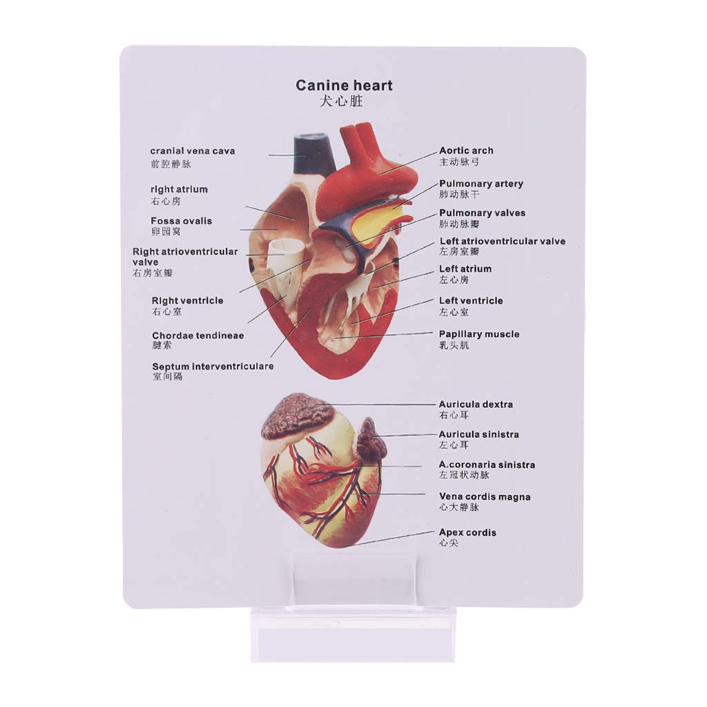 Modèle d'anatomie du Coeur de Chien Canin Animal de Compagnie Étude d'organes d'animaux Aide pédagogique Éducation