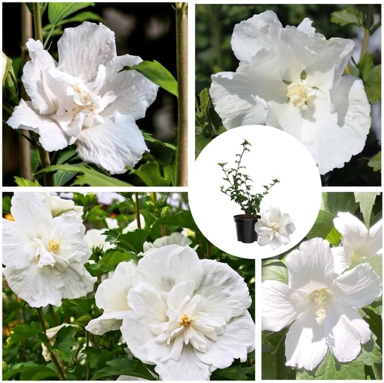 Miniatura 2 de Arbusto de rosa blanca de Sharon, arbusto de hibisco resistente bien arraigado de 7-13 pulgadas de alto con flores de verano para paisaje al aire