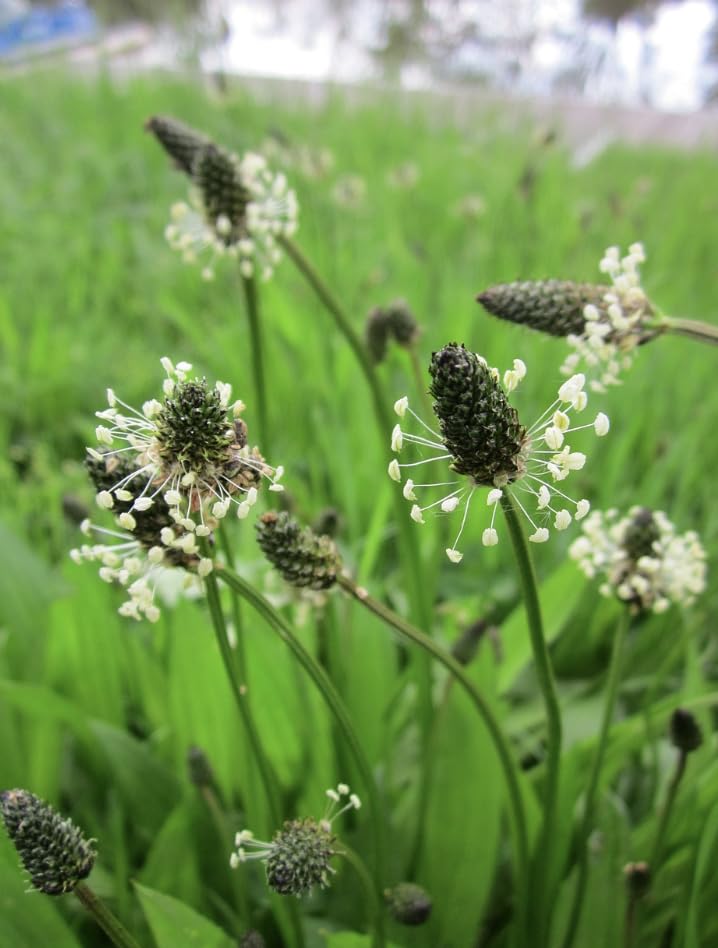 Ribwort Plantain Meadow Wild Flower, Plantago lanceolata Seeds (25, Grams)
