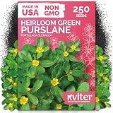 250 Purslane Heirloom Herb Seeds for Planting, Portulaca Oleracea Sativa