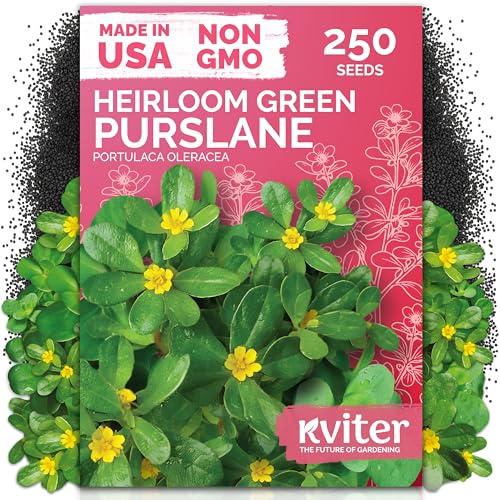 KVITER 250 Purslane Seeds (Portulaca Oleracea Sativa) - Green Purslane Edible Heat Tolerant Greens Non GMO Heirloom Seed - Herb Seeds in Seed Packets for Containers Gardens Indoors and Outdoors