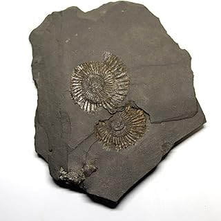 Dactylioceras Ammonite Fossil 180 MYO Germany #16493 13o