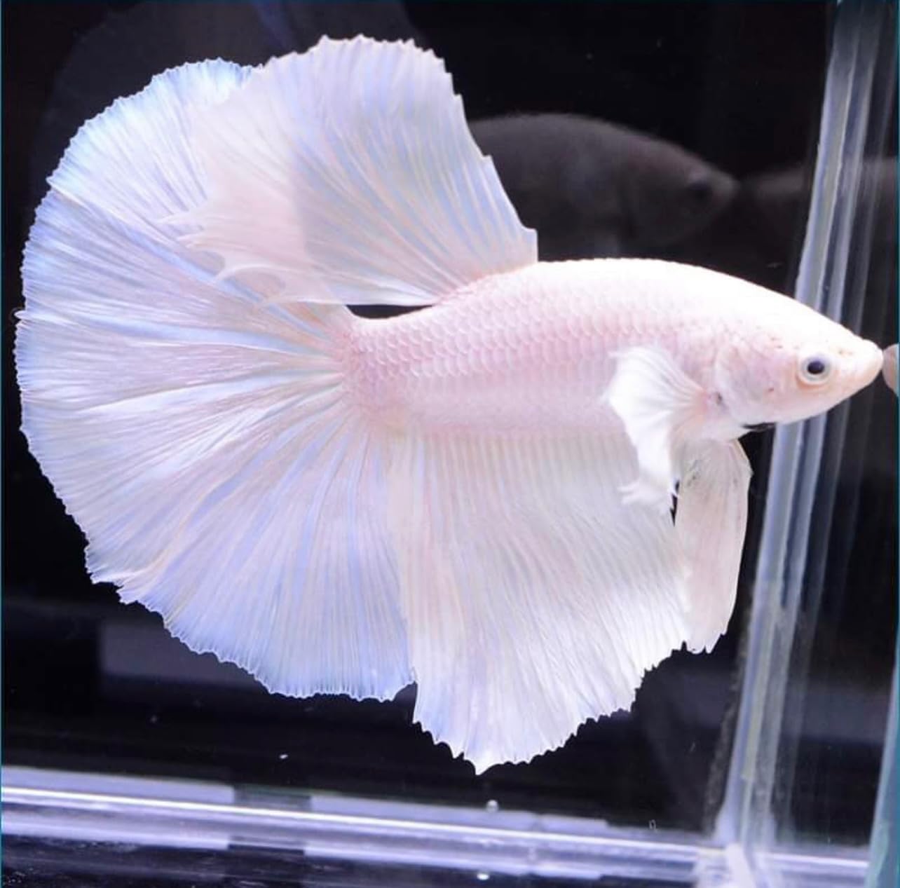D&A Tropical Live Fish-1 Male Halfmoon Betta Live Fish- Live Betta Fish for Pond, Fish Tank or Aquarium, Live Fish Freshwater (Red)