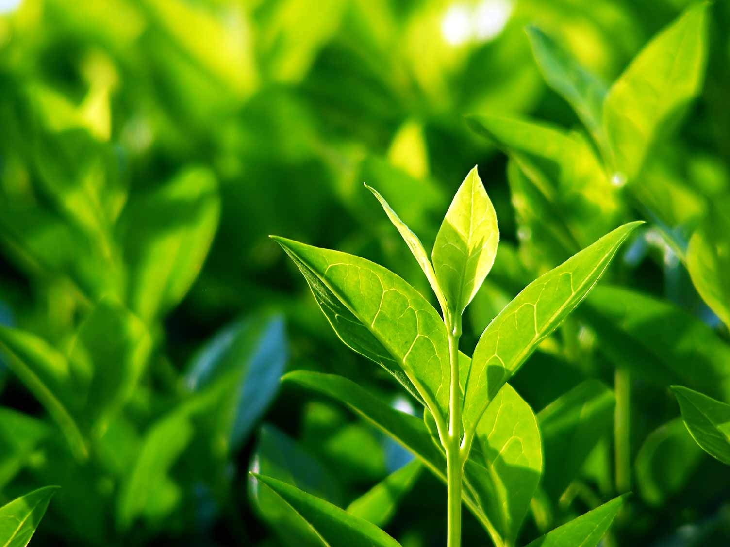 Nursery Live Tea Camellia sinensis 1 Live Seedling Plant