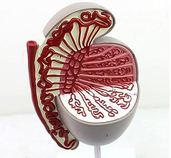 新編 精子学 SPERMATOLOGY NEW EDITION 新編 精子学 SPERMATOLOGY NEW EDITION 精子学 | 森沢 正昭, 星