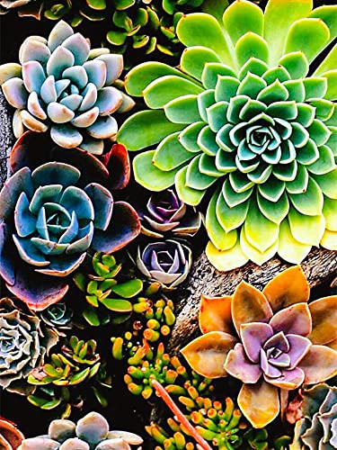 Plantes Succulentes Diamond Painting Kit pour Maison Décor AUCRSOZK DIY 5D Strass Complet Peinture Diamant Set pour Adulte Enfants Ronde Pierre Broderie Diamant pour Noël 30x40cm Cover