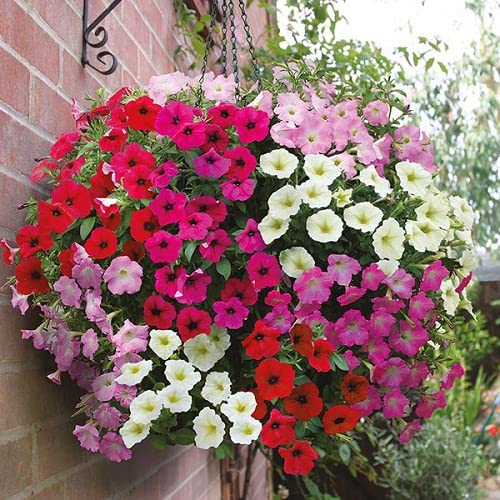 Pentunia Mixed Color Hybrid Flower Seeds For All Season (B0CC9TDVQW) Amazon Price History, Amazon Price Tracker