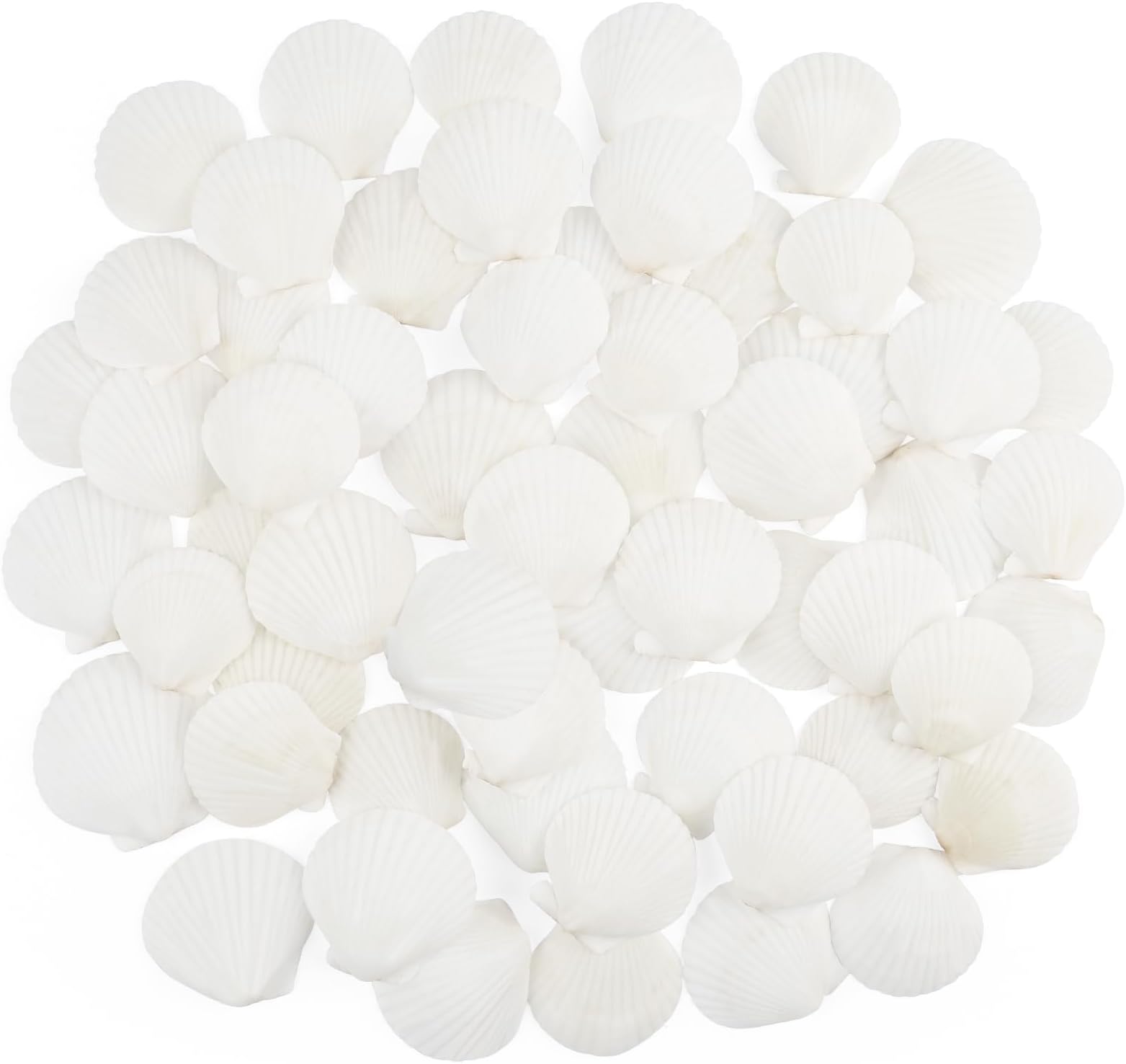 60 PCS Scallop Shells Natural Seashell, 1.5" to 2" White Scallop Shells Small Seashells for Crafts Wedding Decor Beach Theme Party, Fish Tank and Vase Filler