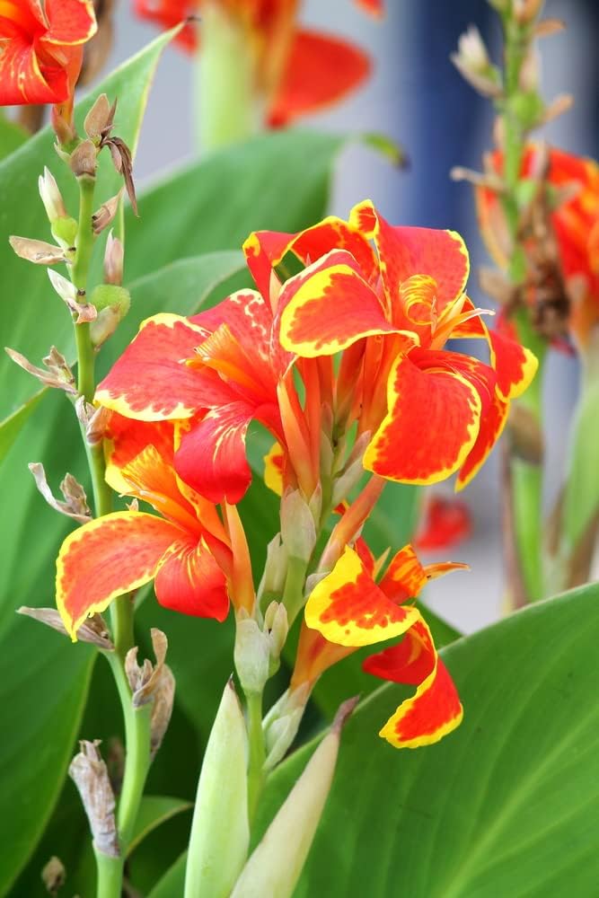 3 Lucifer Canna Lily Bulbs for Planting - Rhizome/Bulb/Plant