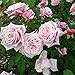 Amazon.com : Pink Climbing Rose Bushes Shrubs Live Plant, Pink Rose for ...