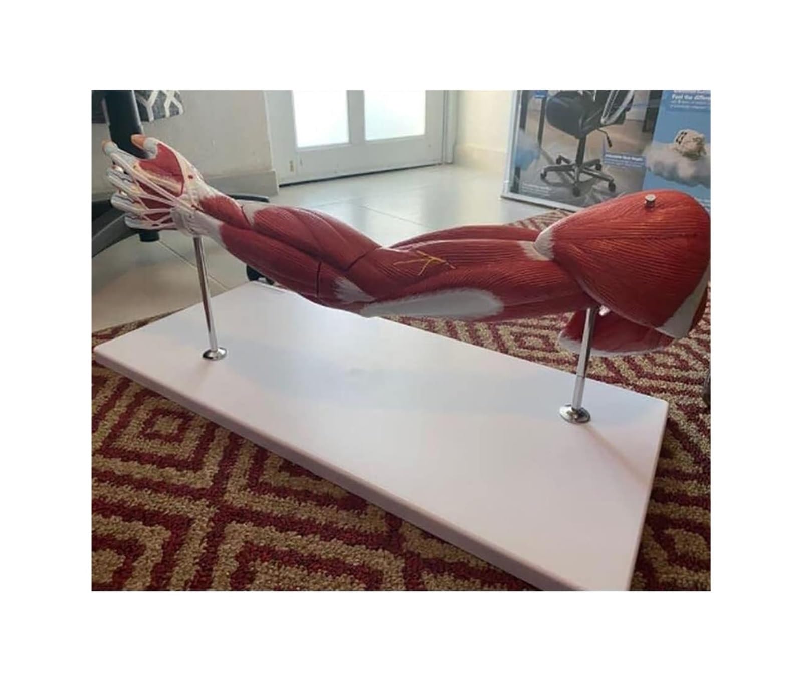 Model ludzkiego ramienia o długości 71 cm, narzędzie dydaktyczne
