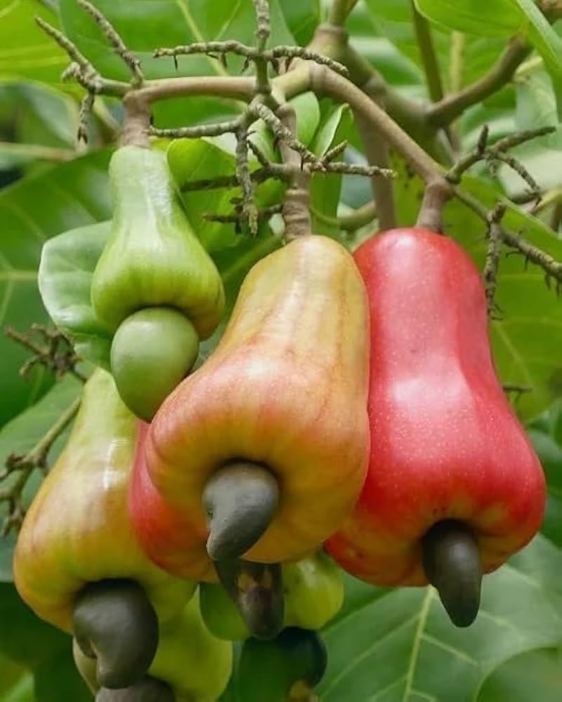 Live Cashew Plant Pack of 2 | Kaju Fruit Tree Saplings | Premium Nursery Grown Plants for Outdoor Gardening-image-20