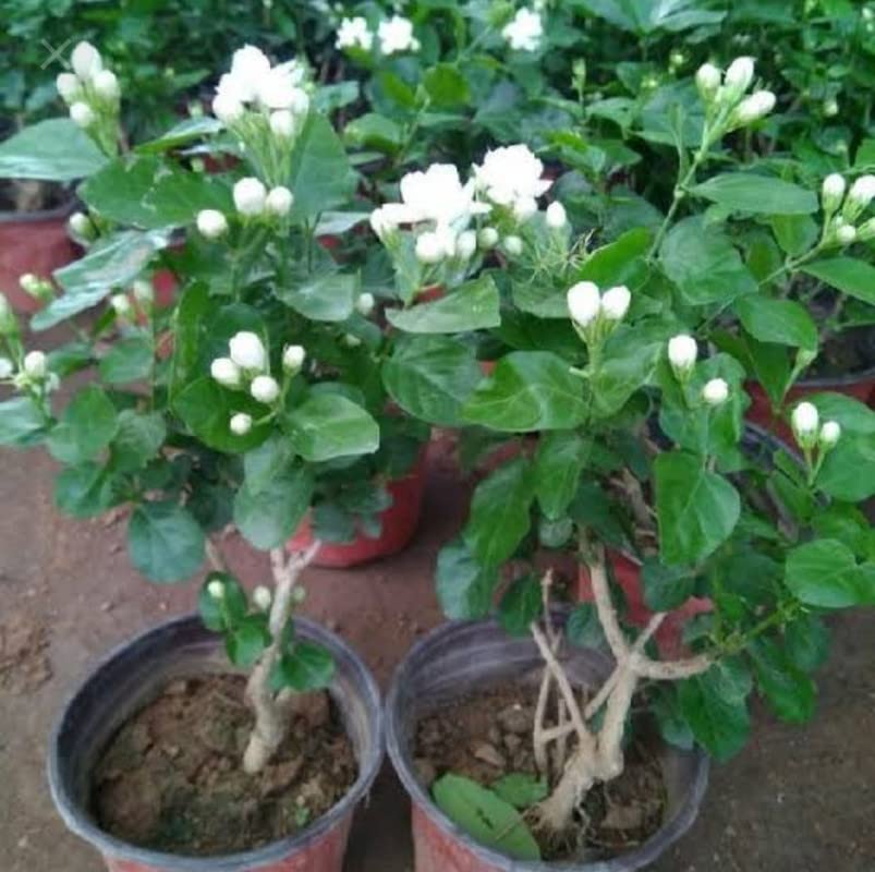Balbasaur Jasmine Mogra Fargrant Climber Plant (B0B84322WF) Amazon Price History, Amazon Price Tracker