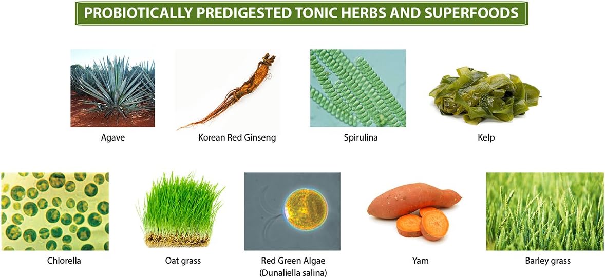 Dragon Herbs - Tonic Alchemy - Superfood Green Powder Blend - 9.5 oz : Health & Household