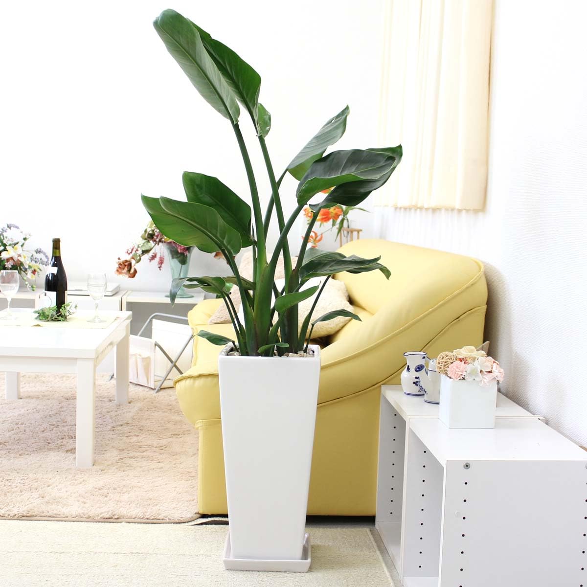 超特大　オーガスタ　白花　幹あがり古木　気根　鉢植え 超特大 オーガスタ 白花 幹あがり古木 気根 鉢植え