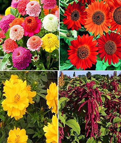 Zinnia Scabiosa Mixed, Sunflower Earthwalker, Cosmos yellow and Amaranthus Red Flower Seeds (AVG 200-250 Pack Of Seeds 50 x 4 Per Packet + (GET 1 PKTS OF VEGETABLES SEEDS FREE)-image-16