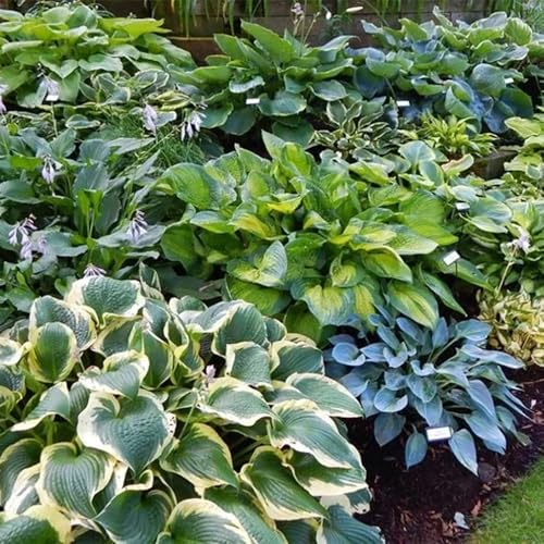 semi di hosta, hosta funky resistente Hosta plantaginea, esotiche perenni decorazione da giardino per esterni da balcone 100pcs