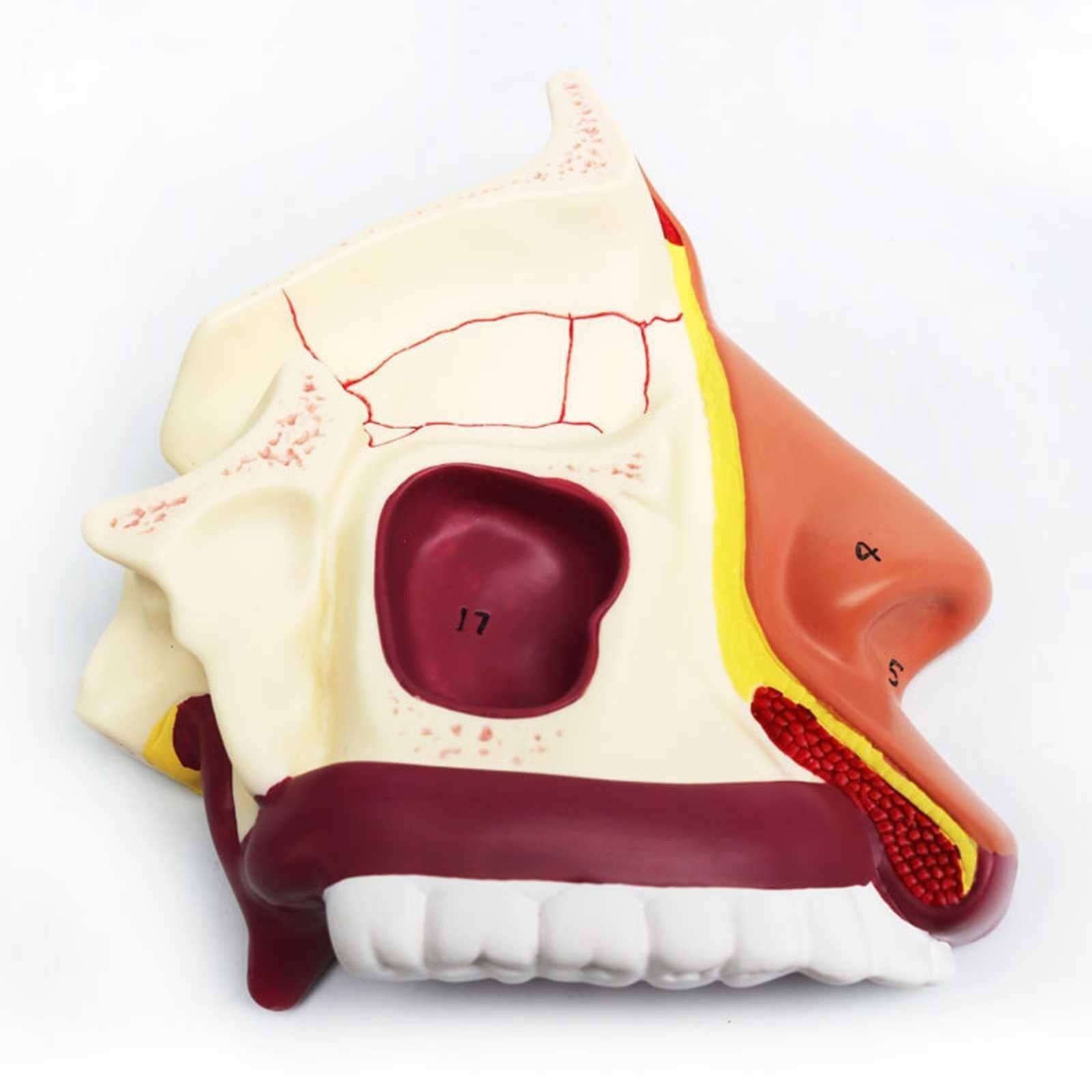 Modelo De Anatomía De La Cavidad Otorrinolaringología Modelo De Cavidad Nasal Modelo De Nariz Modelo De Boca Y Nariz Modelo Nasal Exhibición De Enseñanza De Productos De Laboratorio De Ciencias De Jar