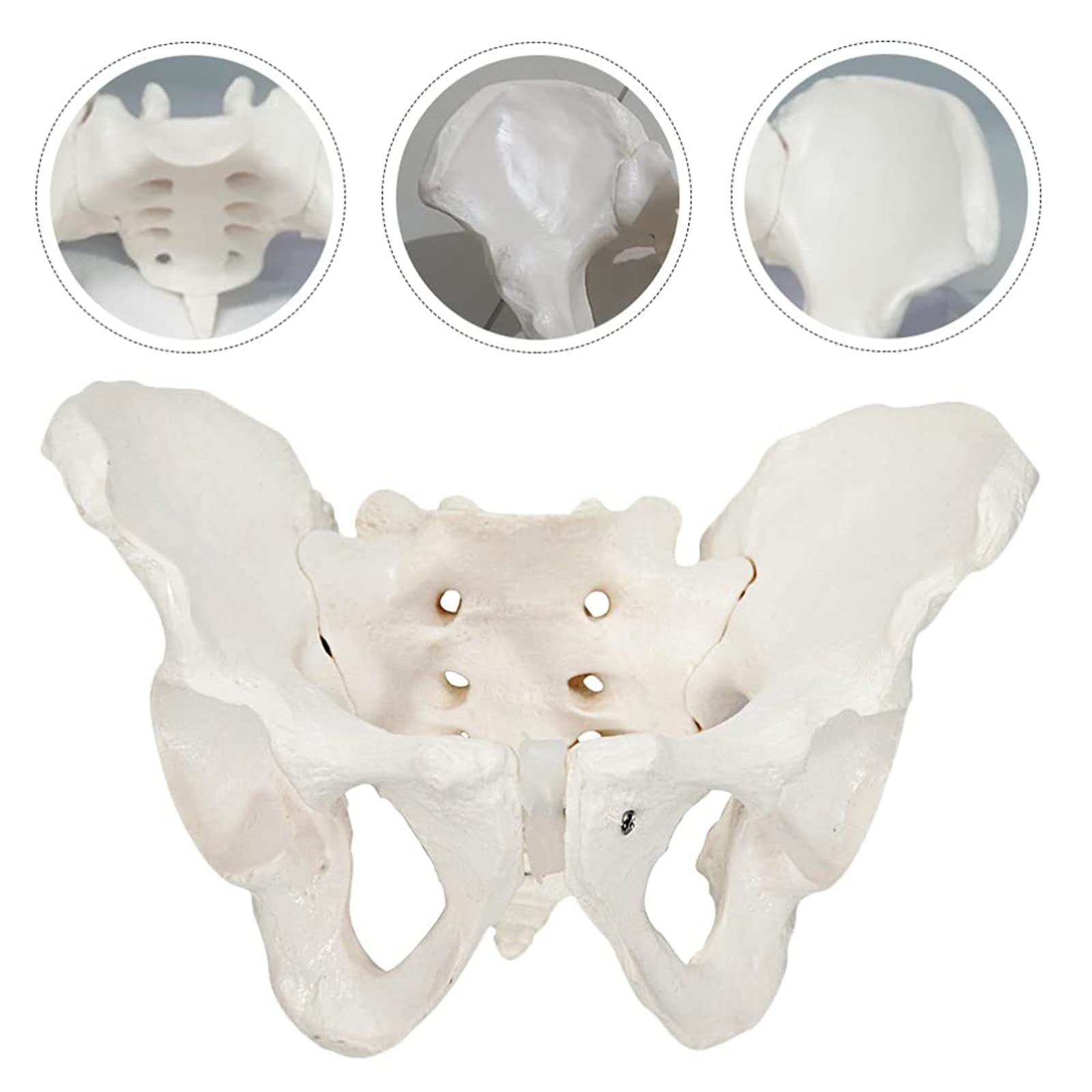 Modele dydaktyczne z zakresu biologii, Model anatomiczny, model kości biodrowej i miednicy, kobiety dla lekarza, nauka, edukacja anatomii