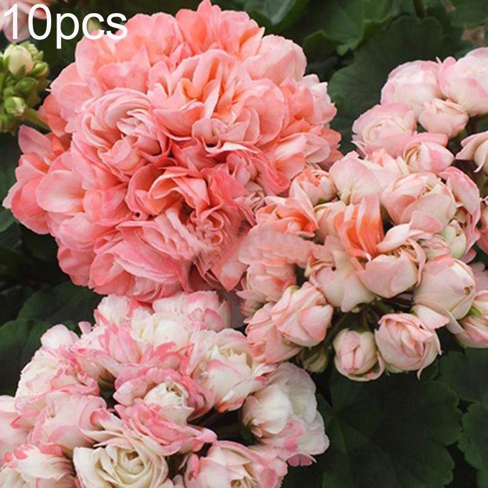 0 Pcs Two Color Univalve Geranium Seeds Pelargonium Peltatum Westdale Apple Blossom In Gardens Perennial Flower Plant Buy Online In Antigua And Barbuda At Desertcart