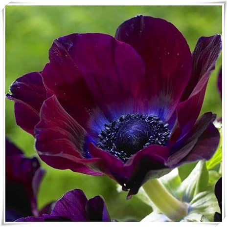 Amazon 生きている緑の植物 絶妙な切り花 レア アネモネ球根の植え付け 簡単な植え付けとガーデニング 庭の装飾 6球根 C 花