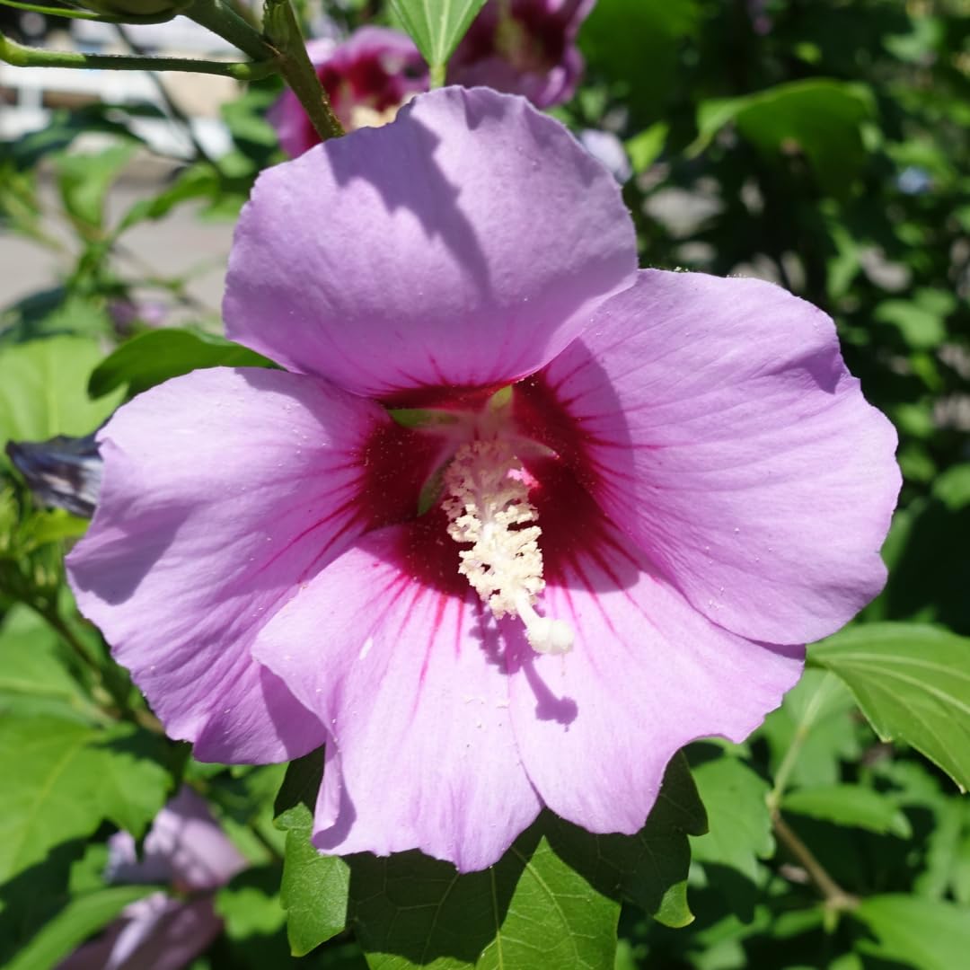 Hibiscus Syriacus rose topf 24 cm