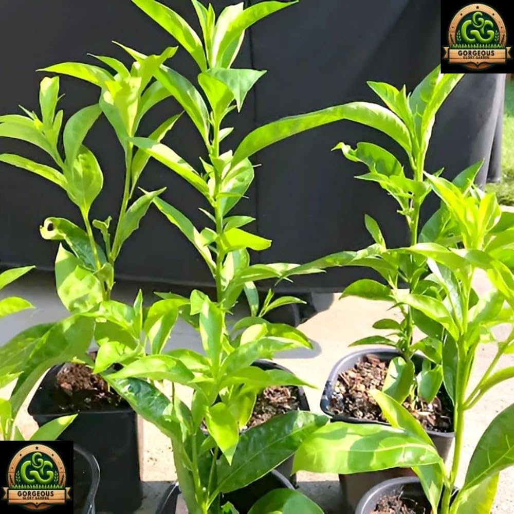 Rat Rani Plant - Fragrant Yellow Jasmine Flower -4