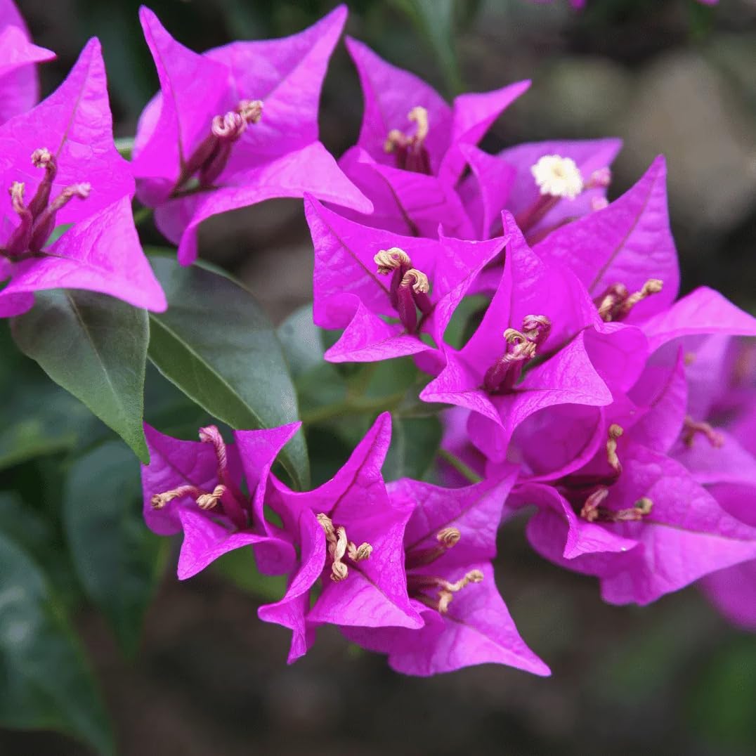 Purple Bougainvillea Glabra Lilac Pack of 2