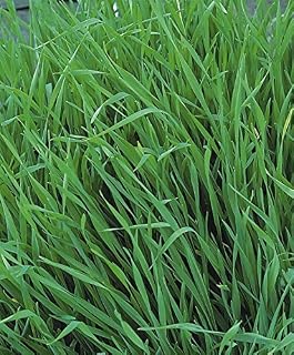 Just Seed - Vegetable - Green Manure - Grazing Rye - 1kg Seed - Bulk Packet