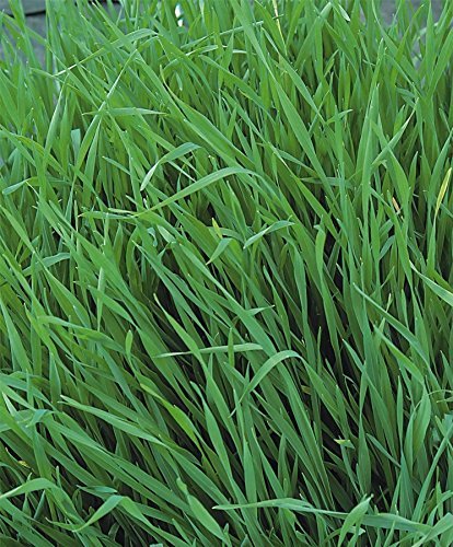 Just Seed - Vegetable - Green Manure - Grazing Rye - 1kg Seed - Bulk Packet