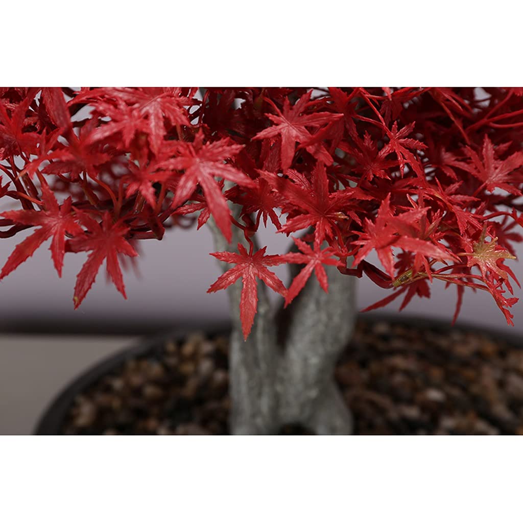 Árbol bonsái artificial Simulación de plantas artificiales Bonsai de arce rojo Restaurante Decoración de plantas falsas de estilo japonés Cocina Restaurante de sushi Decoración de salón de té Decoraci