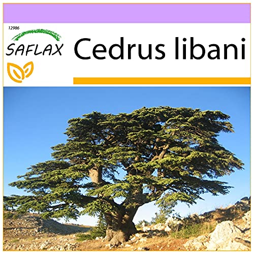 SAFLAX - Cèdre du Liban - 20 graines - Cedrus libani
