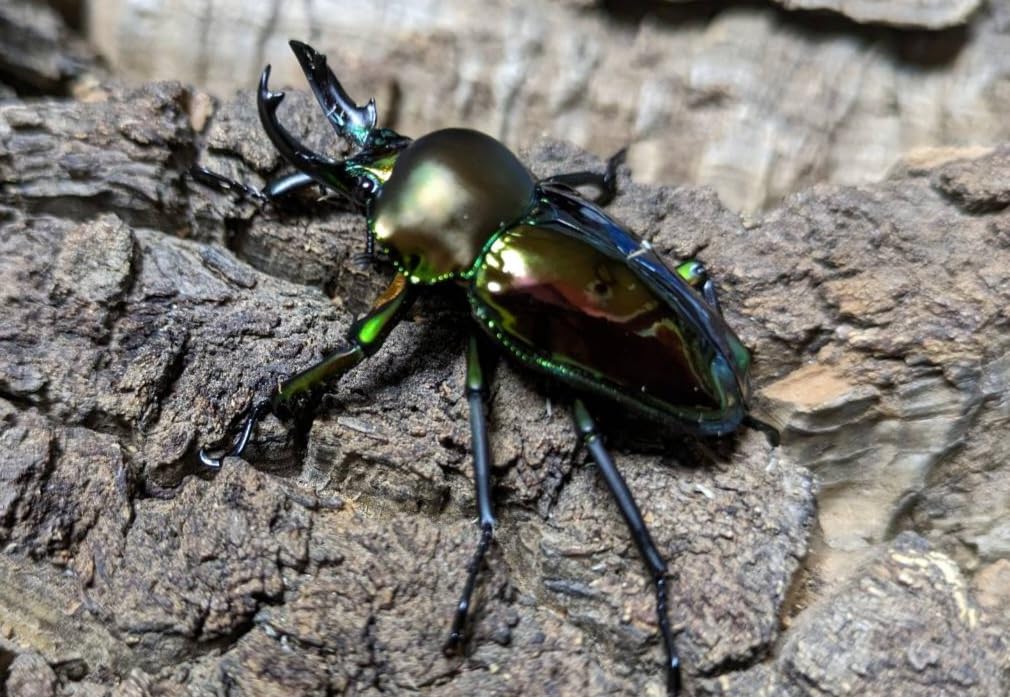 ※ニジイロクワガタ野外標本PAセット ニジイロクワガタ野外標本PAセット - メルカリ